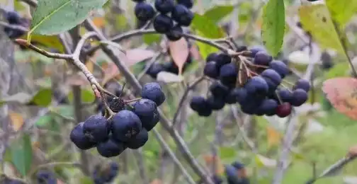 Aronia Extract Powder: Applications in Skin Care and Anti-Aging